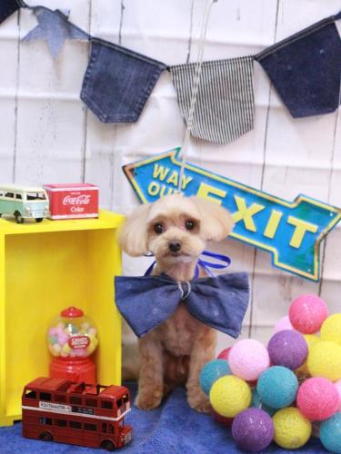 20230428ショコラくん